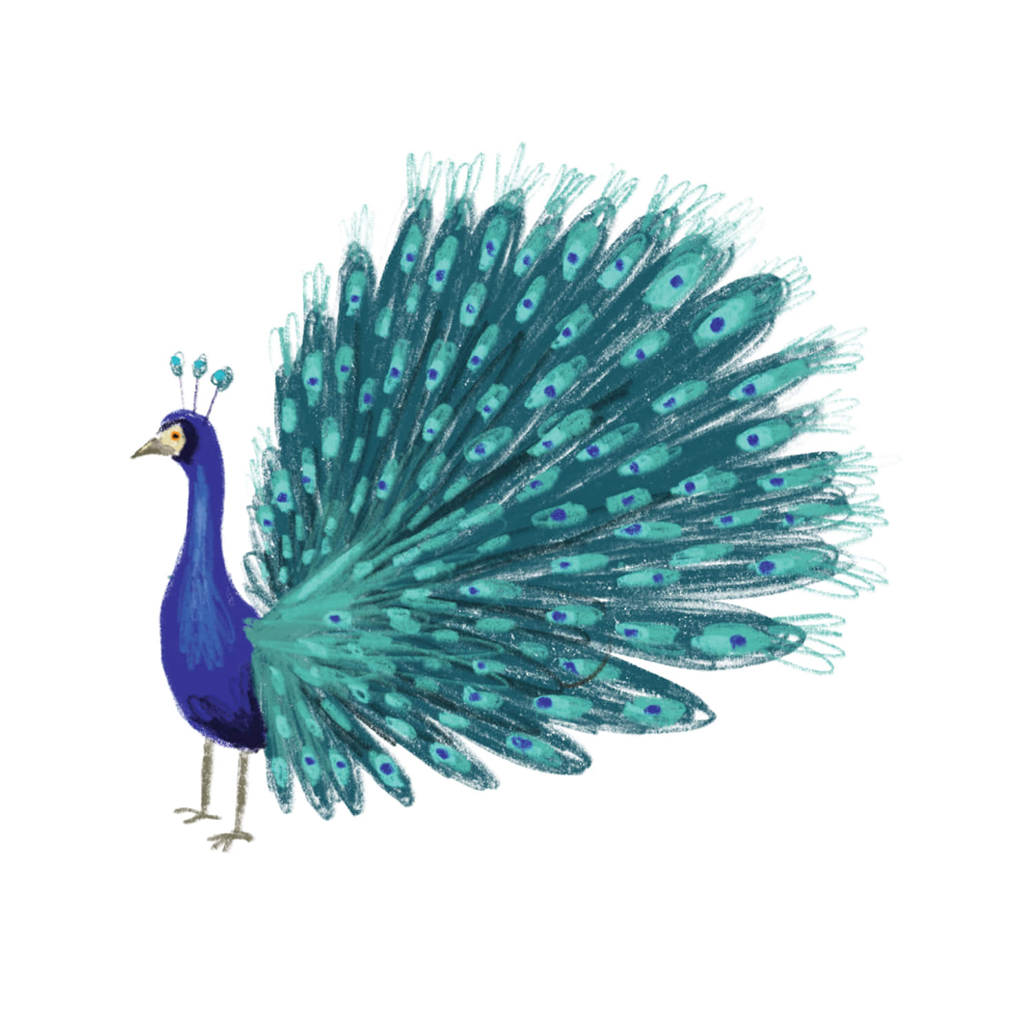 태틀리 Blue Peacock 타투스티커 페어 2매