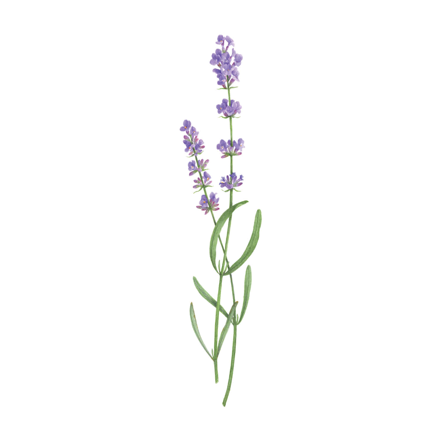 태틀리 Lavender 타투스티커 페어 2매