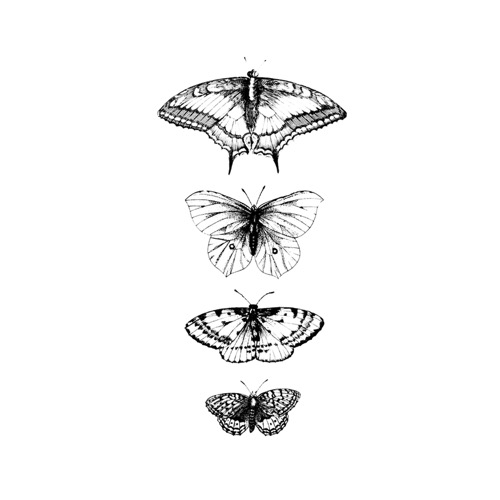 [Tattly] Butterflies Detail Pairs