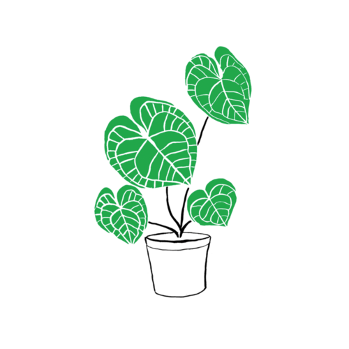 [Tattly] Calathea Plant 타투스티커