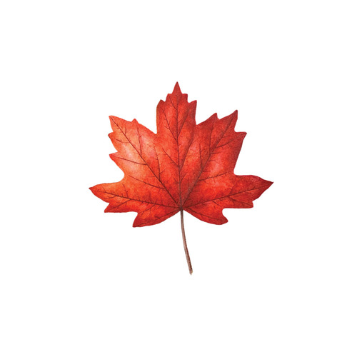 [Tattly] Maple Leaf 타투스티커