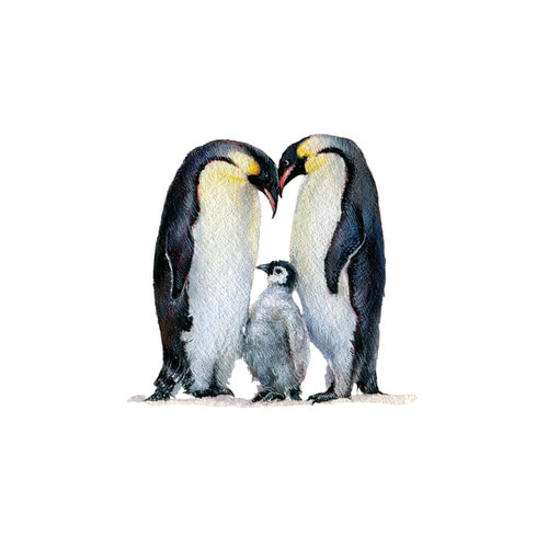 태틀리 Emperor Penguins 타투스티커 페어 2매