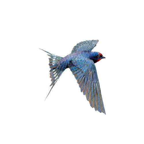태틀리 Bluebird 타투스티커 페어 2매