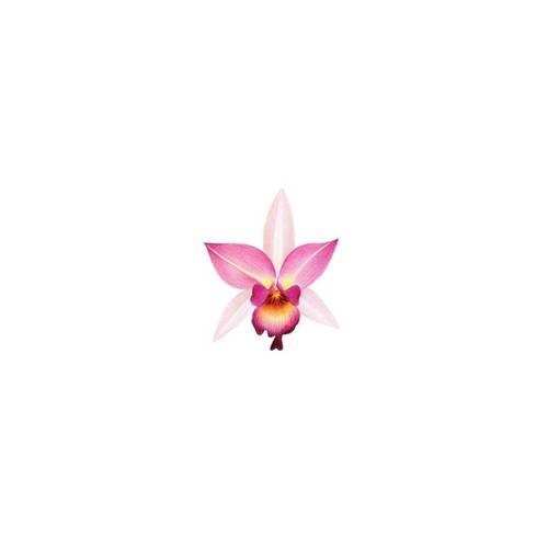 태틀리 Pink Orchid 타투스티커 페어 2매