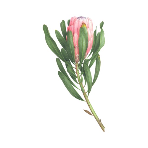 태틀리 Pink Protea 타투스티커 페어 2매